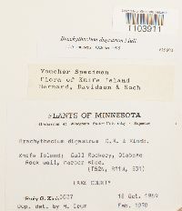 Media resource of Brachythecium digastrum