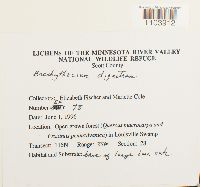 Brachythecium digastrum image