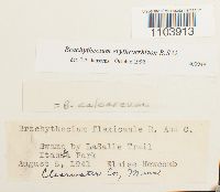 Brachythecium erythrorrhizon image