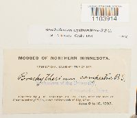 Brachythecium erythrorrhizon image