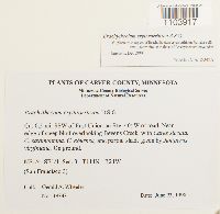 Brachythecium erythrorrhizon image