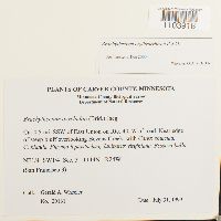 Brachythecium erythrorrhizon image