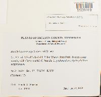 Brachythecium erythrorrhizon image