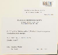 Brachythecium erythrorrhizon image