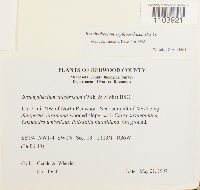 Brachythecium erythrorrhizon image