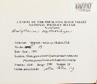 Brachythecium erythrorrhizon image