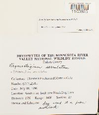 Brachythecium erythrorrhizon image