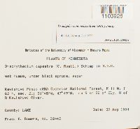 Brachythecium oedipodium image