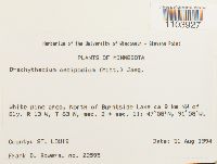 Brachythecium oedipodium image