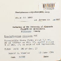 Brachythecium oedipodium image