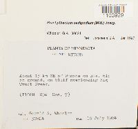 Brachythecium oedipodium image