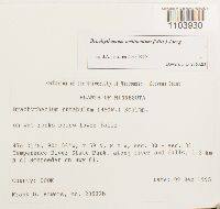 Brachythecium oedipodium image