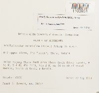 Brachythecium oedipodium image