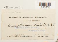 Brachythecium oedipodium image