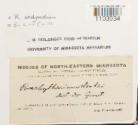 Brachythecium oedipodium image