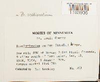 Brachythecium oedipodium image