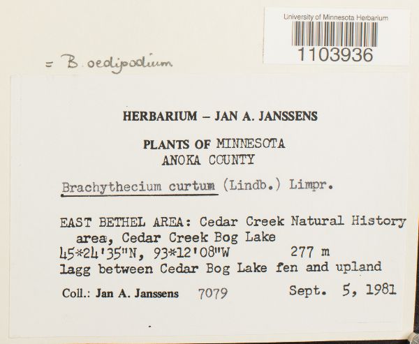 Sciuro-hypnum oedipodium image