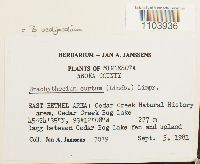 Media resource of Sciuro-hypnum oedipodium