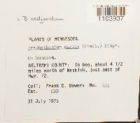 Brachythecium oedipodium image