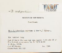 Brachythecium oedipodium image