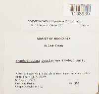 Brachythecium oedipodium image