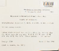 Brachythecium oedipodium image