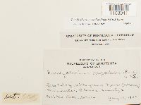 Brachythecium oedipodium image