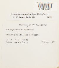 Brachythecium oedipodium image