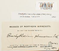 Brachythecium oedipodium image