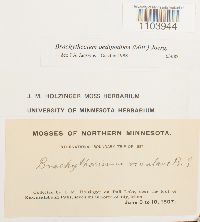 Brachythecium oedipodium image