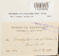 Brachythecium oedipodium image