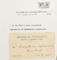 Brachythecium oedipodium image