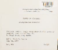 Brachythecium oedipodium image