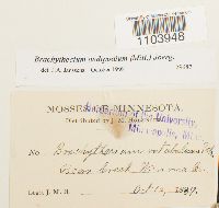 Brachythecium oedipodium image