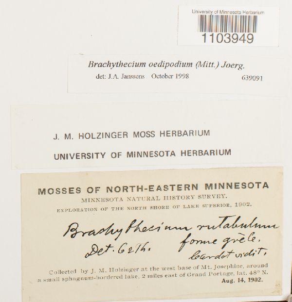 Brachythecium oedipodium image