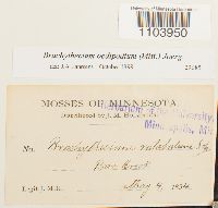 Brachythecium oedipodium image