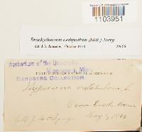 Brachythecium oedipodium image