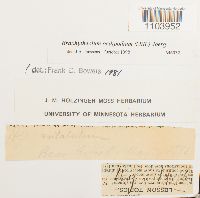 Brachythecium oedipodium image