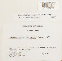 Brachythecium oedipodium image