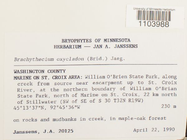 Brachythecium laetum image
