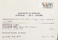 Brachythecium laetum image