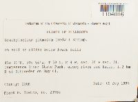 Brachythecium plumosum image