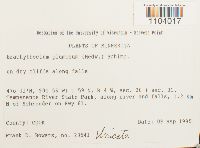 Brachythecium plumosum image