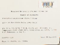 Brachythecium plumosum image