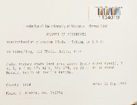 Brachythecium plumosum image