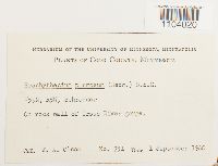 Brachythecium plumosum image