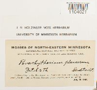 Brachythecium plumosum image