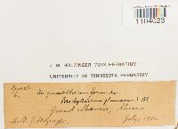 Brachythecium plumosum image