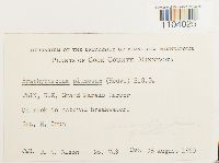 Brachythecium plumosum image