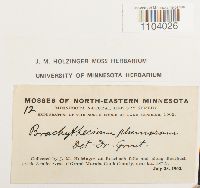 Brachythecium plumosum image